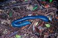 Giant Blue Earthworm (Terriswalkeris terraereginae)