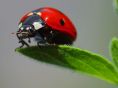 Ladybird Beetle (Coccinellidae)