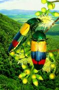Cooktown Beetle (Temognatha alternata)