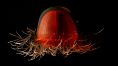 Crossota Jellyfish (Crossota norvegica)