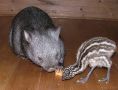 Wombat & Emu Chic