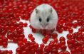Baby Hamster Eating Red Berries