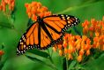 Monarch b*tterfly (Danaus plexippus)