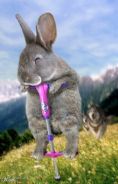 Rabbit On Pogo Stick