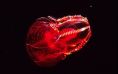 blood-belly Comb Jelly (Lampocteis cruentiventer)