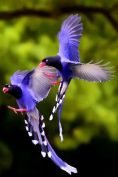 Taiwan Blue Magpie (Urocissa caerulea)