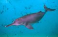 Baiji Dolphin (Lipotes vexillifer)