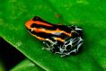 Reticulated Poison Dart Frog (Ranitomeya ventrimaculata)