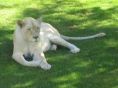 White Lion (Panthera leo krugeri)