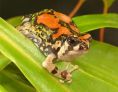 Malagasy Rainbow Frog (Scaphiophryne gottlebei)