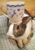 Rabbit With A Teacup On It's Head