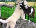 Dog & Goat