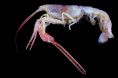 Deep Sea Lobster (Dinochelus ausubeli)