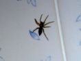 Another Bathroom spider