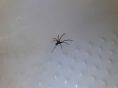 A spider in the bath!