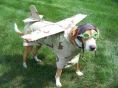 flying doggy