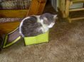 cat in the box.