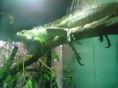 Iguana alma park