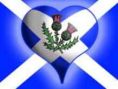 Scottish flag wiv thistles
