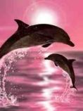 Dolphins.''pink bakground''
