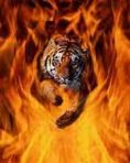 Tiger flames
