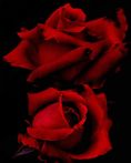 Red Roses In Black