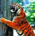 Attractive Tiger