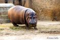 Huge Hippopotamus