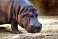 Huge Hippopotamus1