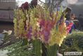Gladiolus in flower market