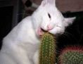 Cat Chewing Cactus..''Ouch!''