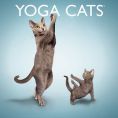 Yoga Cat