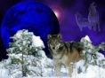 Winter_-Wolf-wolves-175865_1024_768