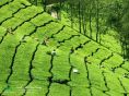 Tea Plantations in munnar Kerala India