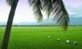 Kerala paddy fields