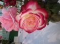 Double delight (fragrant rose)