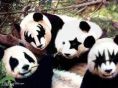 i was made for loving these pandas lol