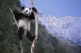 panda pole dancer..