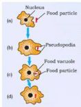 Nutrition in amoeba