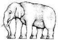 elephant leg illusion?