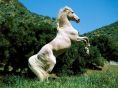 horse__white_stand