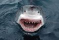 great-white-shark-close-up