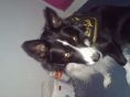 Dog with my Kelly Clarkson bandana x