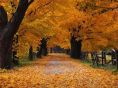 Yellow Autumn Trees