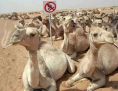 Give Me Anotha Pack Of Camel