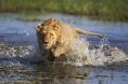 Lion crossing water