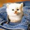 kitty in my pocket