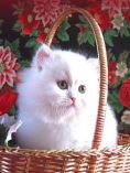 Basket-cat