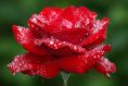Wet rose.
