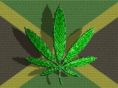 Weedleaf Jamaica